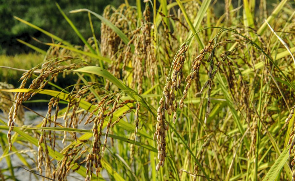 Carnaroli Andreone, un riso di grande qualità coltivato nel vercellese